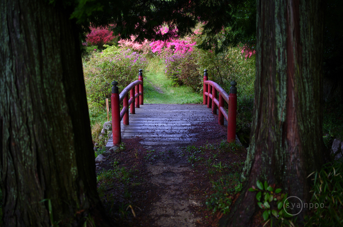 シグマ SIGMA 35mm F1.4 DG DN | Art ／ 奈良 宇陀 鳥見山のツツジ